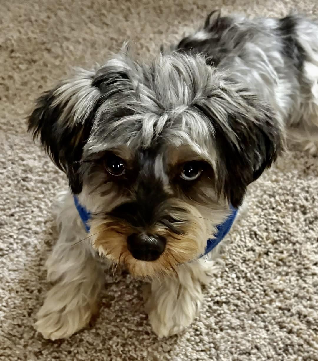 Berry Miller, an adoptable Yorkshire Terrier in Plano, TX image 1/5