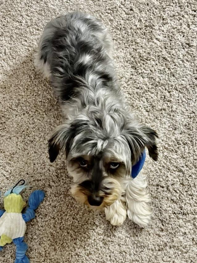 Berry Miller, an adoptable Yorkshire Terrier in Plano, TX image 4/5