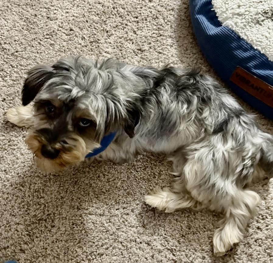 Berry Miller, an adoptable Yorkshire Terrier in Plano, TX image 2/5