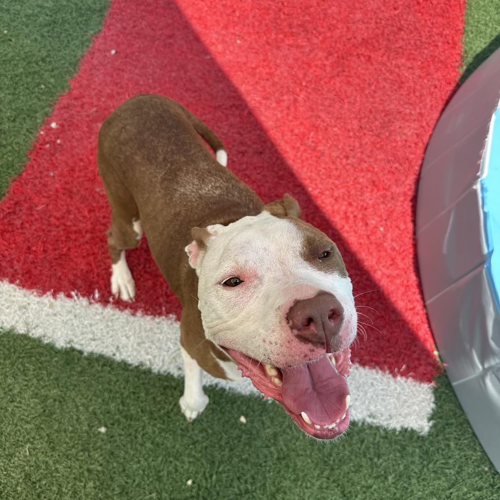 Princess, Adoptable, Adult Female Mixed Breed.