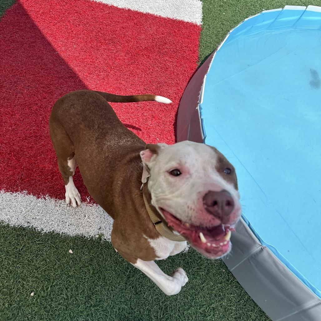 Princess, a Adoptable Mixed Breed in Batavia, OH image 2/6