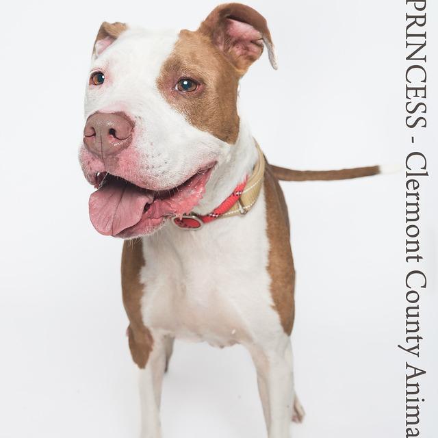 Princess, a Adoptable Mixed Breed in Batavia, OH image 3/6