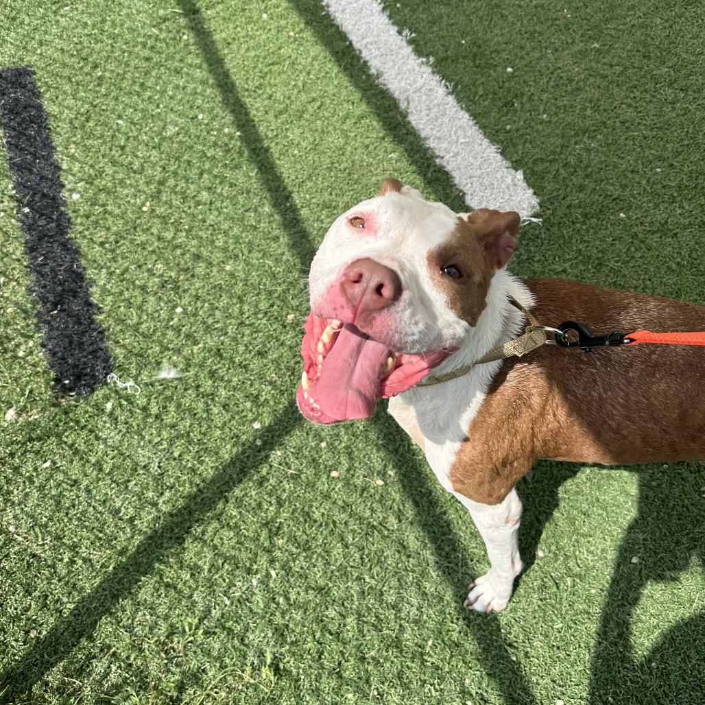Princess, a Adoptable Mixed Breed in Batavia, OH image 5/6