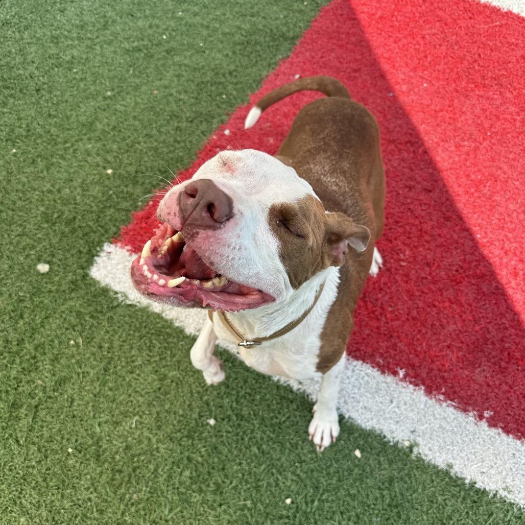 Princess, a Adoptable Mixed Breed in Batavia, OH image 6/6