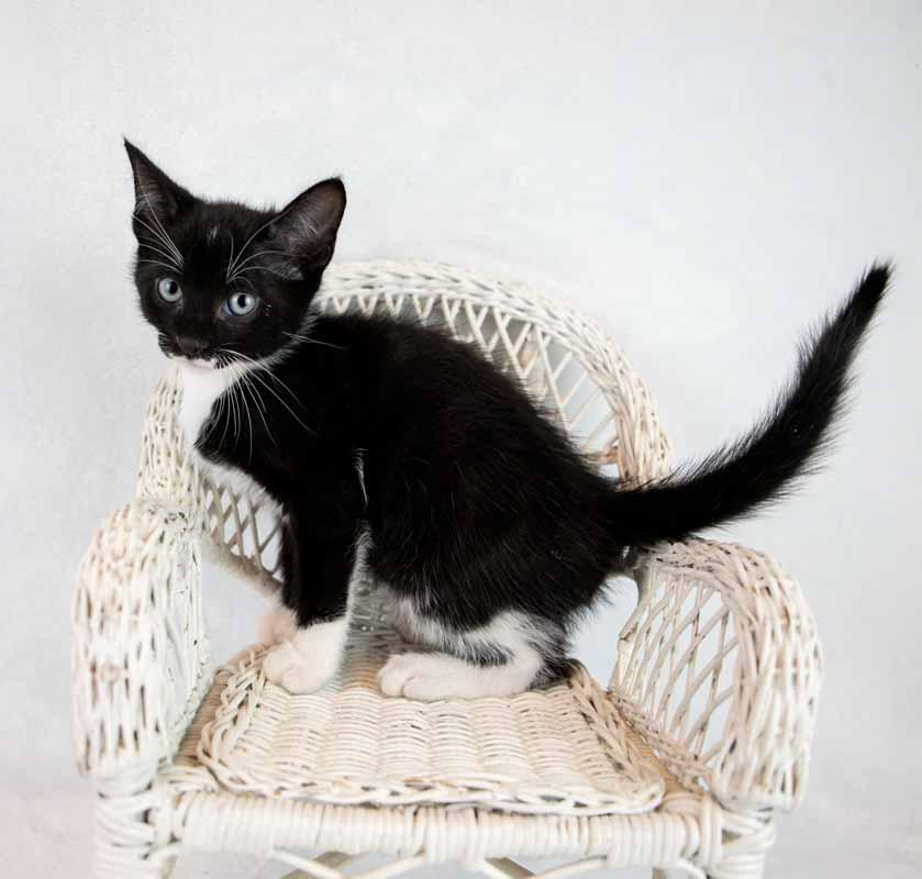 Enlarge Loafer, a ADOPTABLE mixed breed in Kennesaw, GA image 2/6