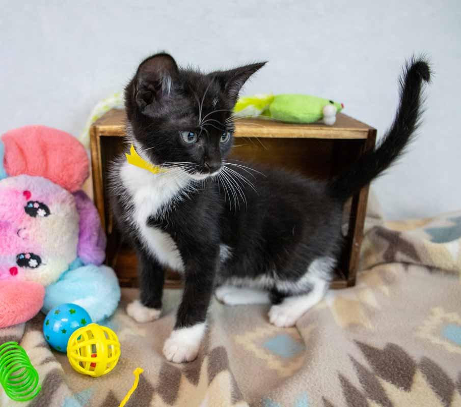 Enlarge Loafer, a ADOPTABLE mixed breed in Kennesaw, GA image 4/6