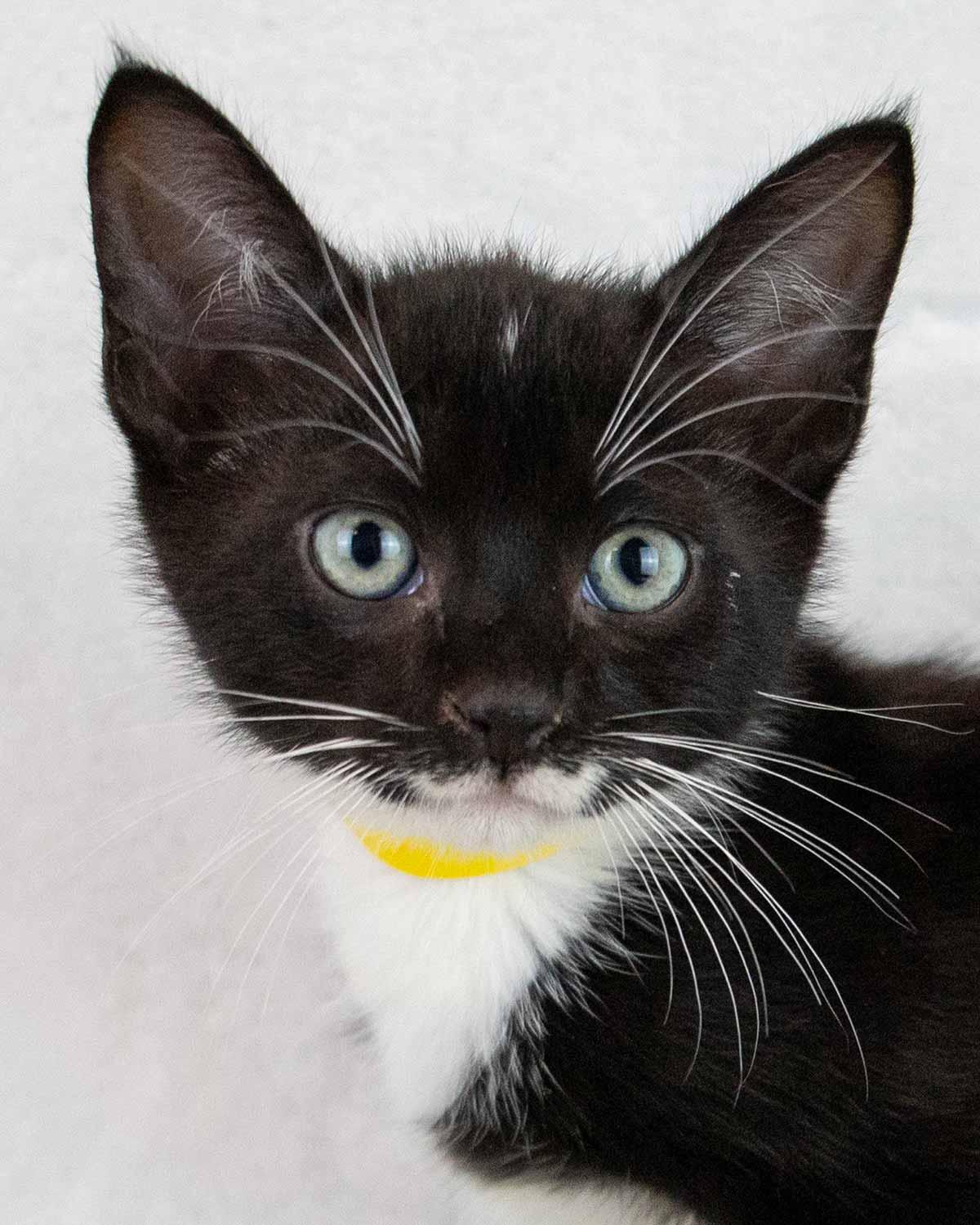 Enlarge Loafer, a ADOPTABLE mixed breed in Kennesaw, GA image 1/6