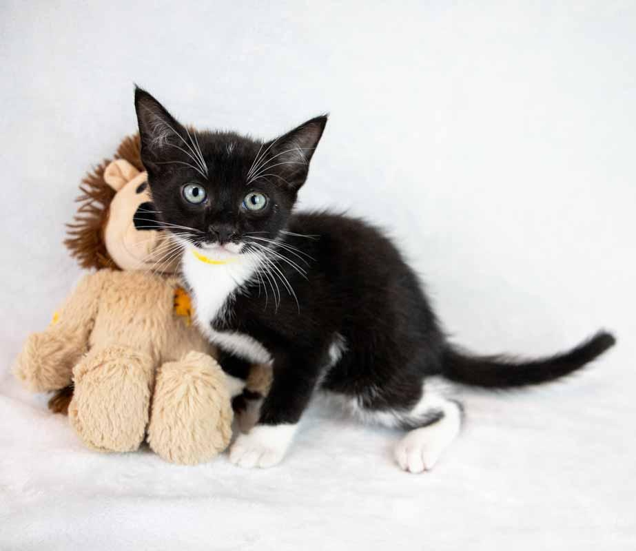 Enlarge Loafer, a ADOPTABLE mixed breed in Kennesaw, GA image 6/6