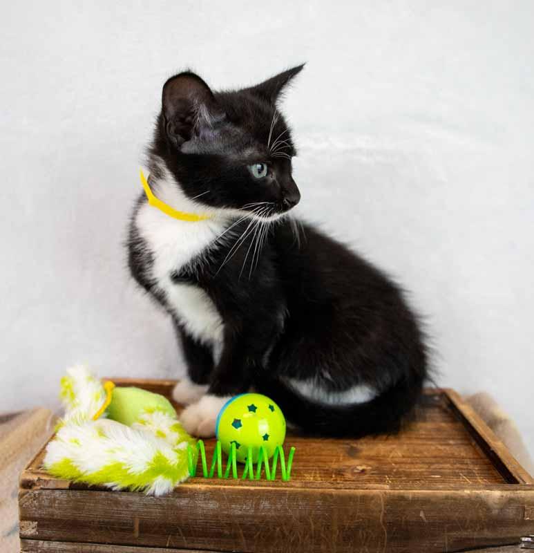 Enlarge Loafer, a ADOPTABLE mixed breed in Kennesaw, GA image 3/6