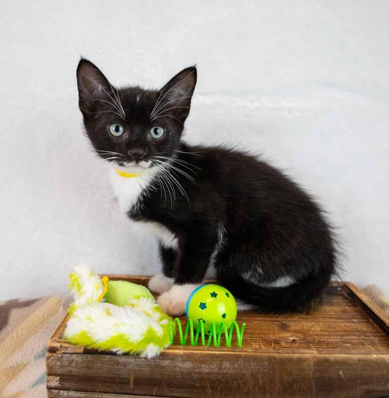 Enlarge Loafer, a ADOPTABLE mixed breed in Kennesaw, GA image 5/6