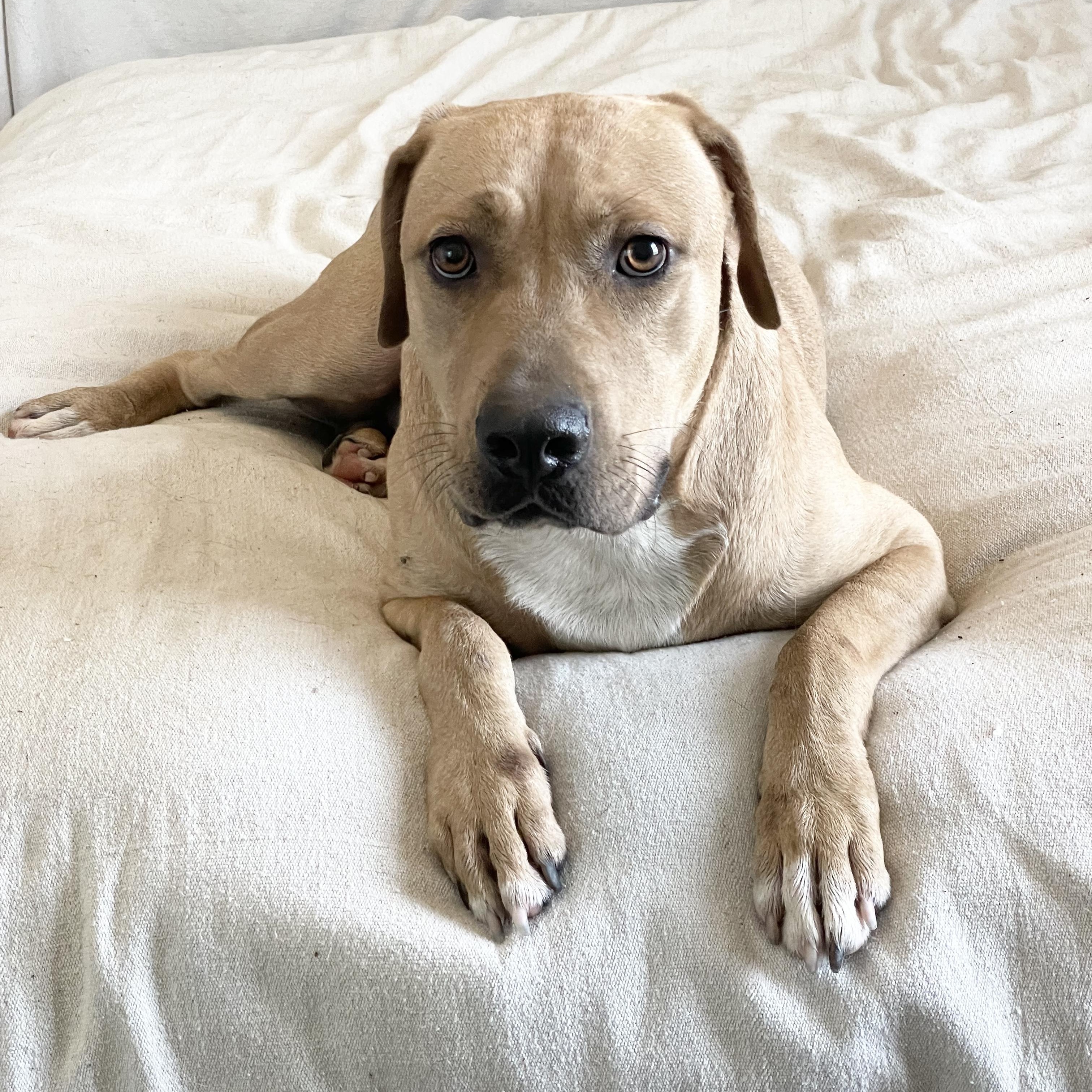 Perfect Christian, a ADOPTABLE mixed breed in West Hartford , CT image 5/6