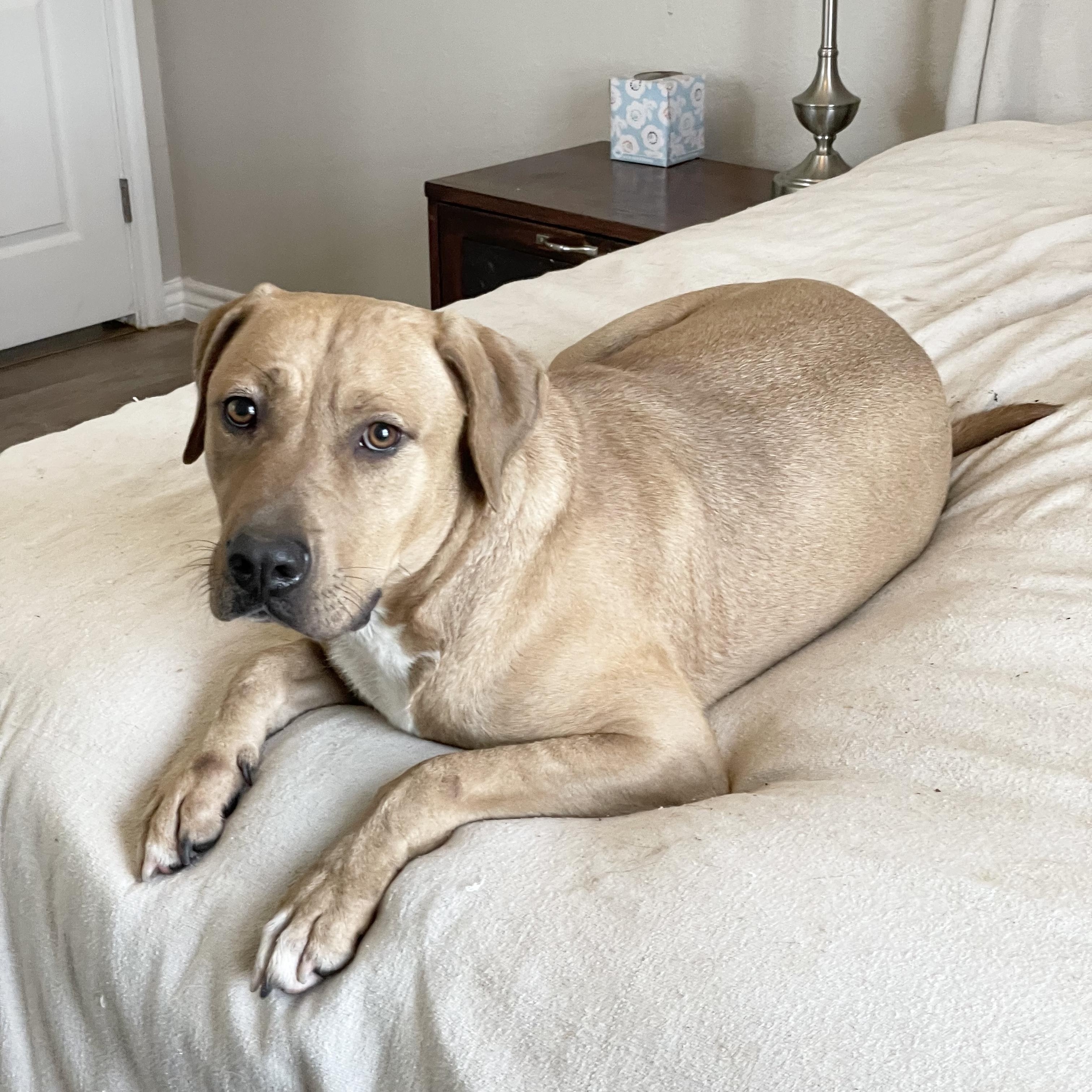 Perfect Christian, a ADOPTABLE mixed breed in West Hartford , CT image 4/6