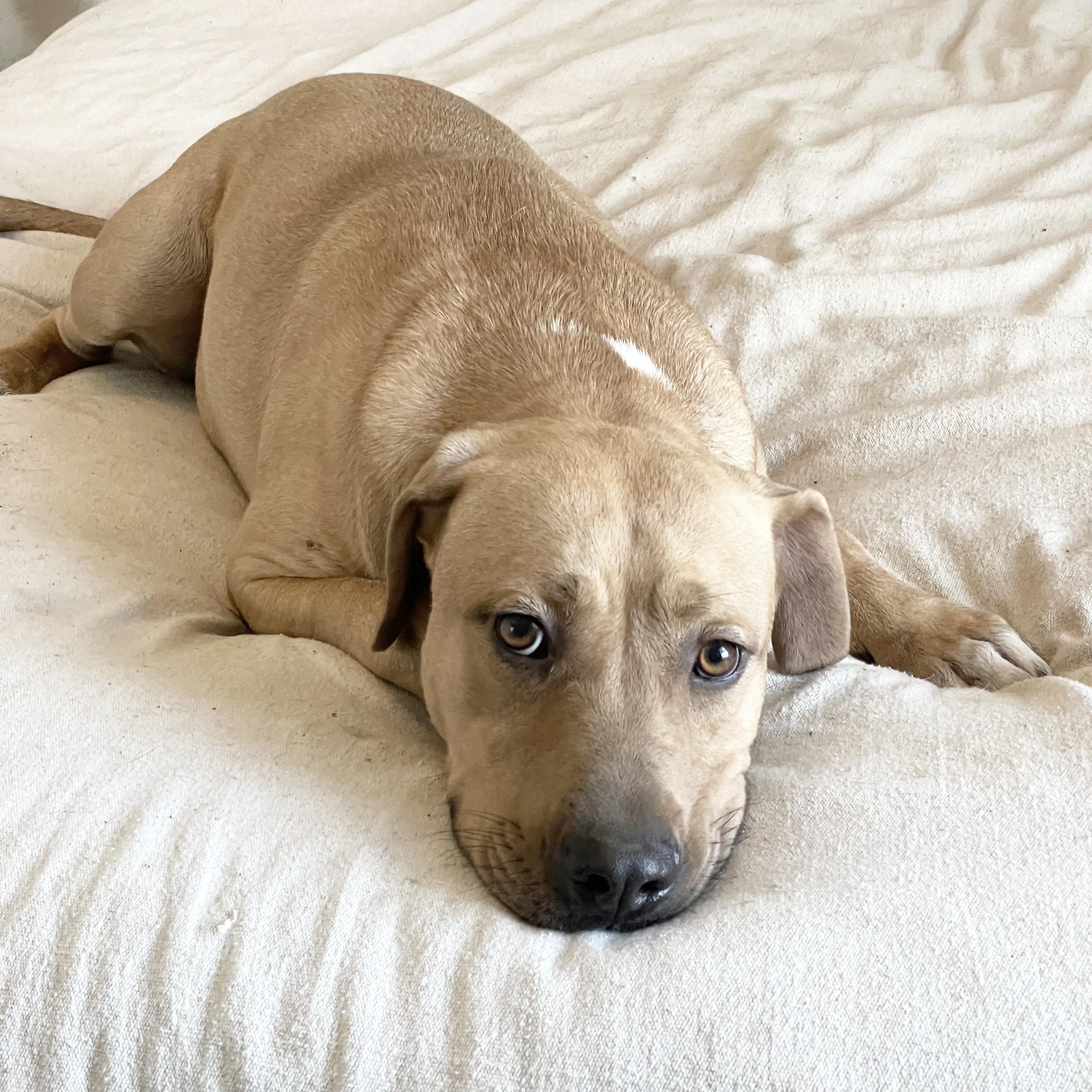Perfect Christian, a ADOPTABLE mixed breed in West Hartford , CT image 6/6