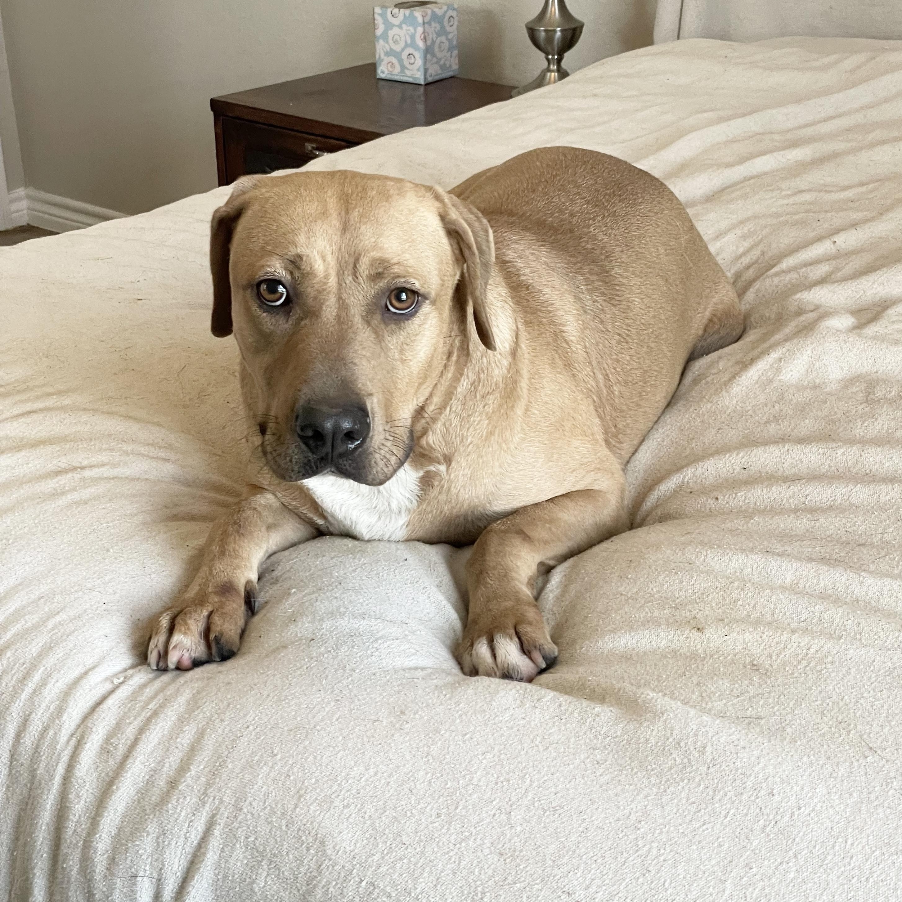 Perfect Christian, a ADOPTABLE mixed breed in West Hartford , CT image 2/6