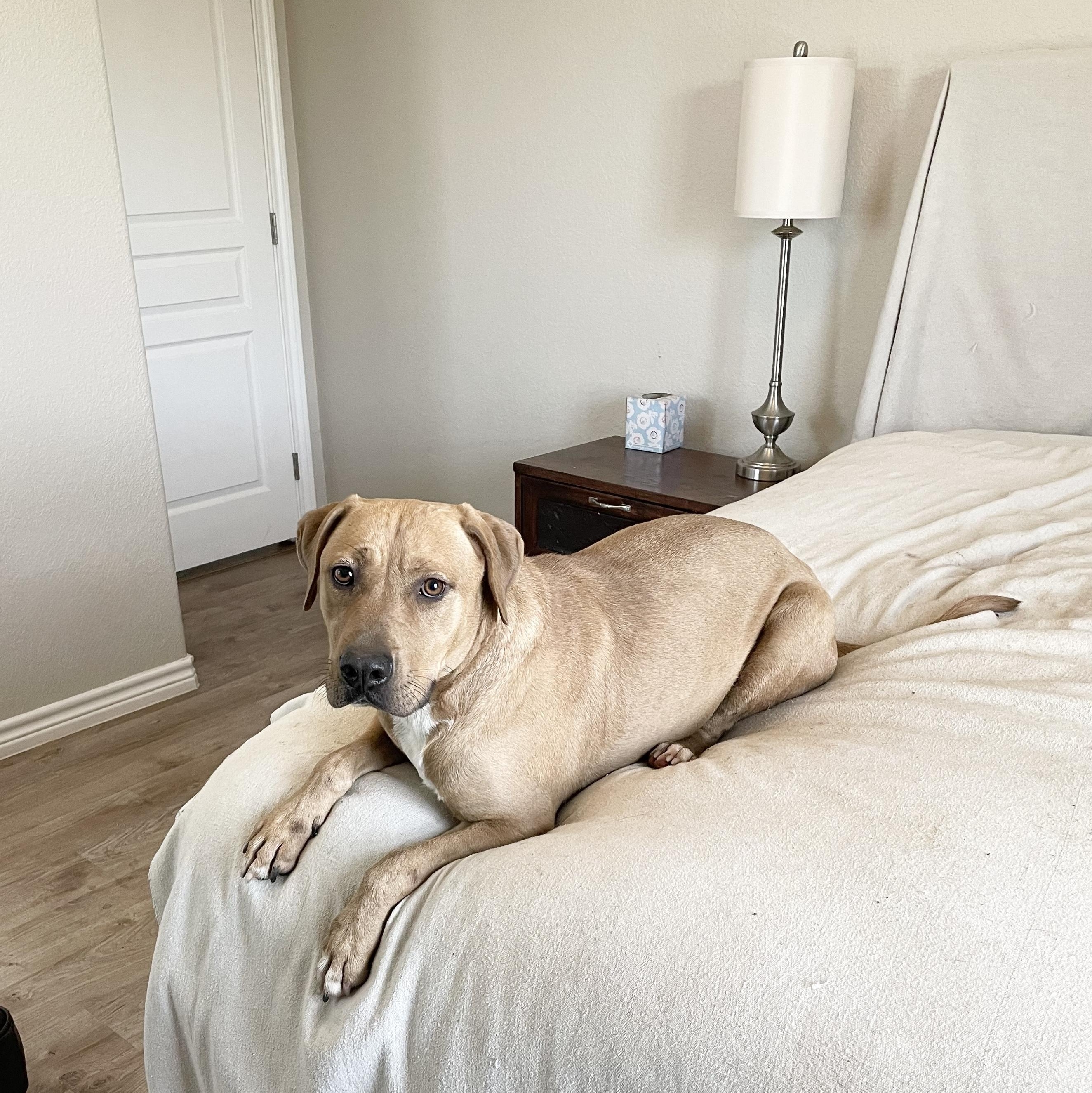 Perfect Christian, a ADOPTABLE mixed breed in West Hartford , CT image 3/6
