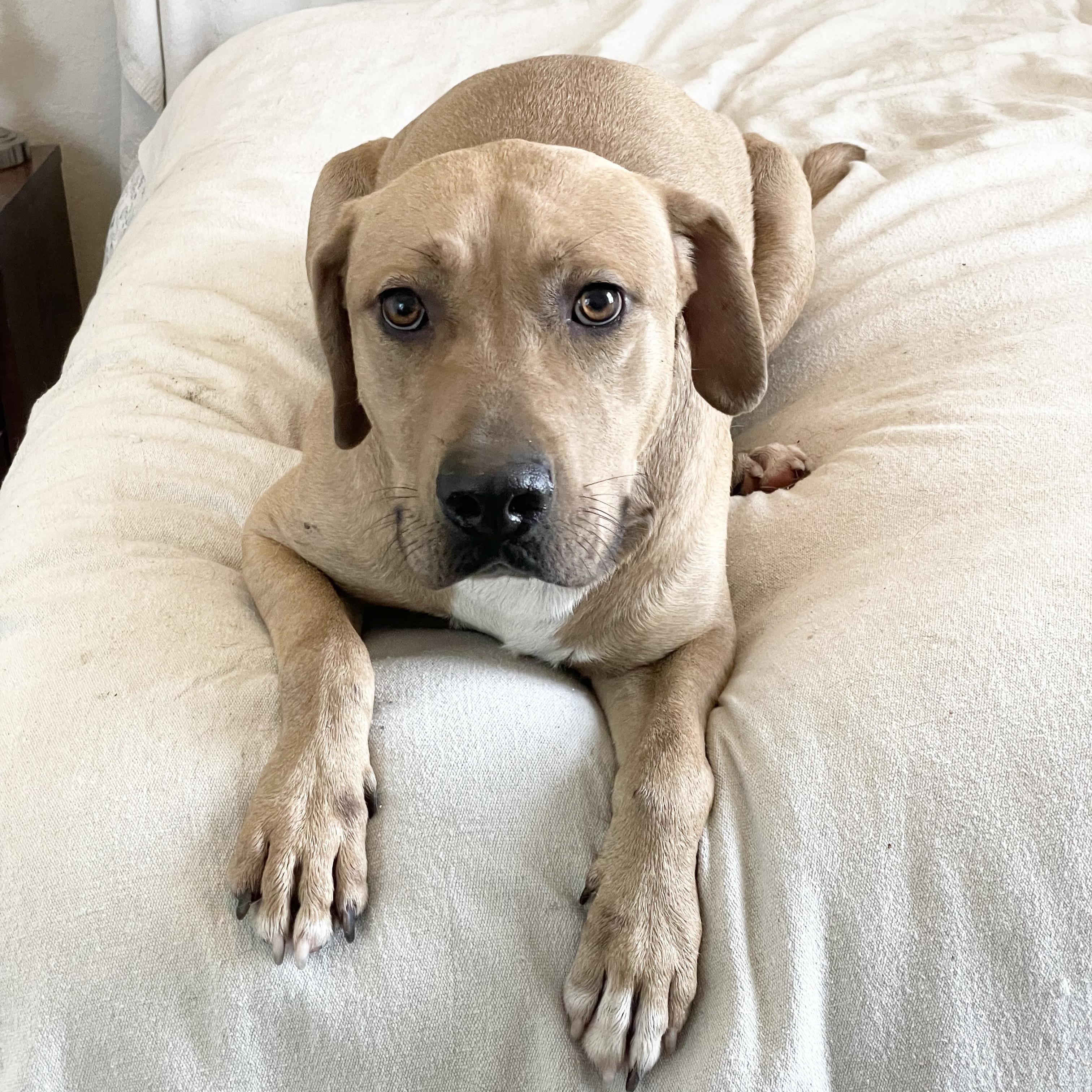 Perfect Christian, ADOPTABLE, Young Male Labrador Retriever & Rhodesian Ridgeback.