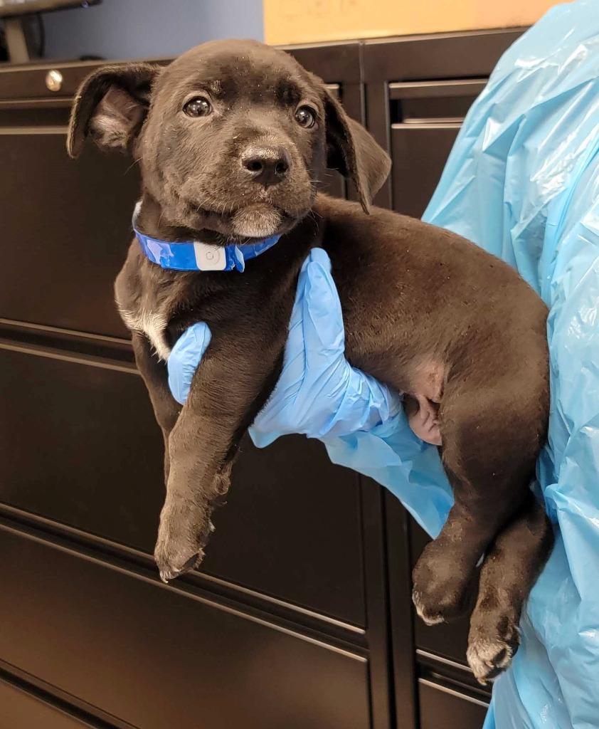 President's Day, Adoptable, Puppy Male Mixed Breed.