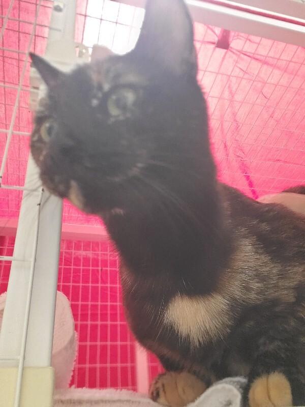 Andromeda, Adoptable, Adult Female Domestic Short Hair.