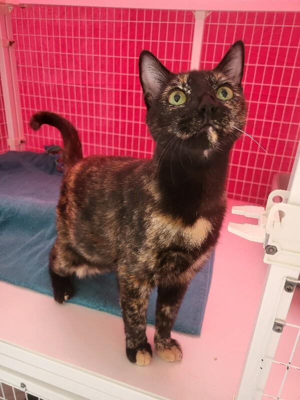 Enlarge Andromeda, a Adoptable Domestic Short Hair in Diamond Springs, CA image 2/6