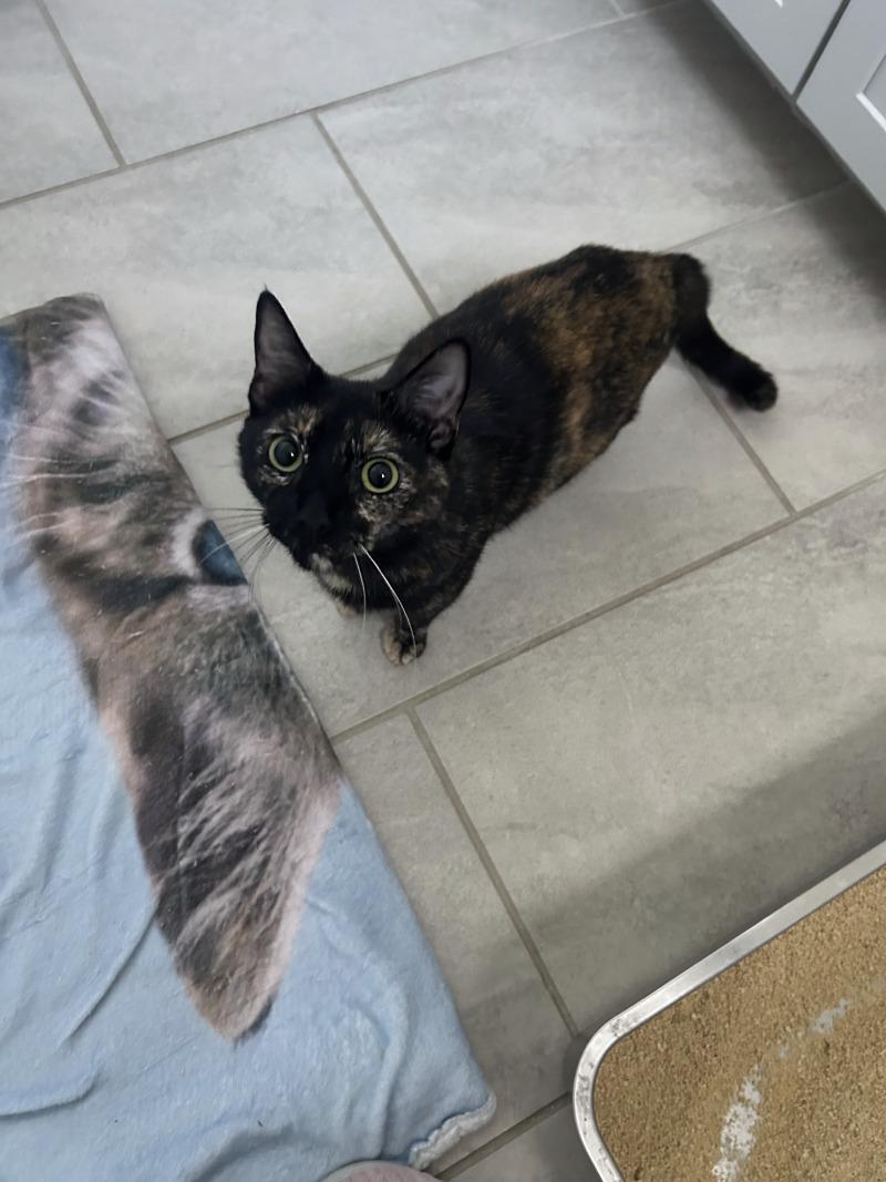 Enlarge Andromeda, a Adoptable Domestic Short Hair in Diamond Springs, CA image 3/6