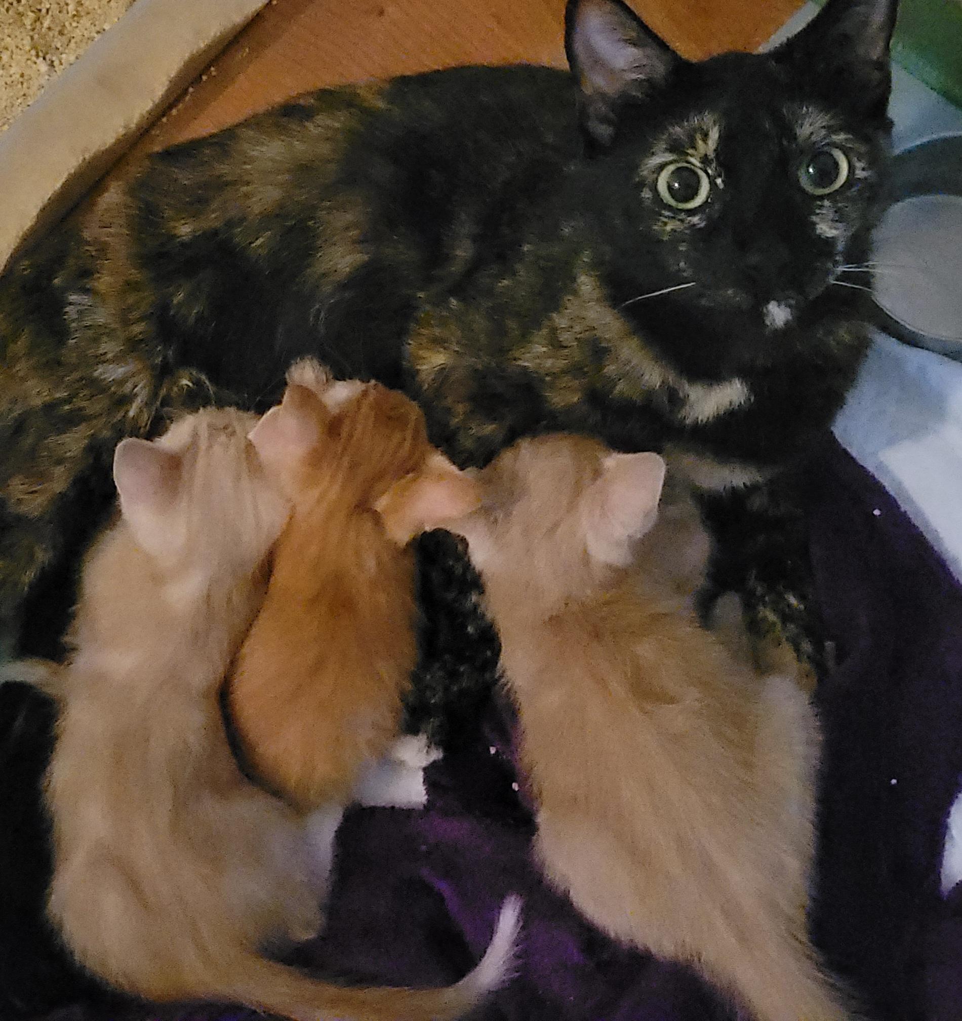 Enlarge Andromeda, a Adoptable Domestic Short Hair in Diamond Springs, CA image 4/6