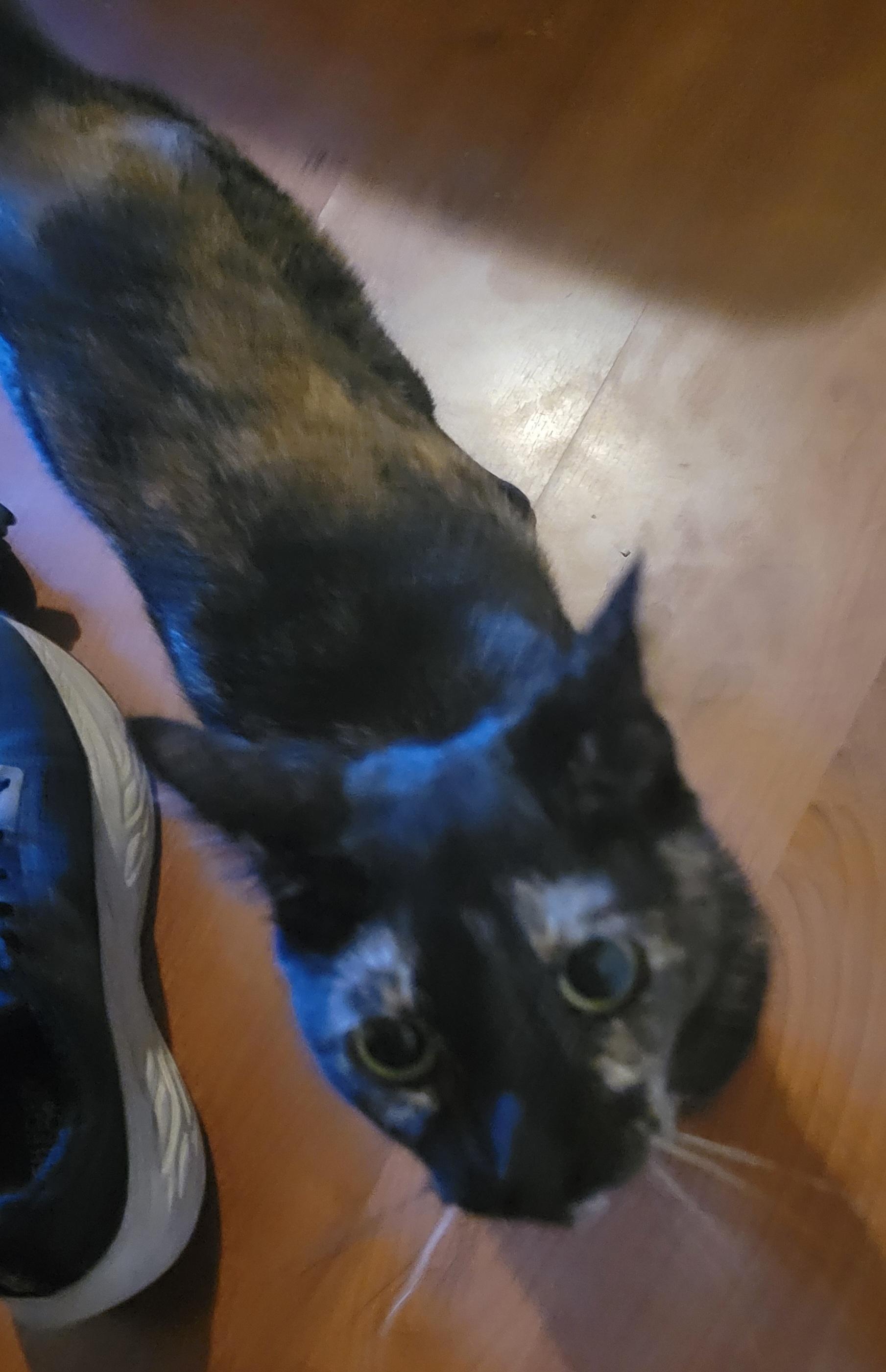 Enlarge Andromeda, a Adoptable Domestic Short Hair in Diamond Springs, CA image 5/6