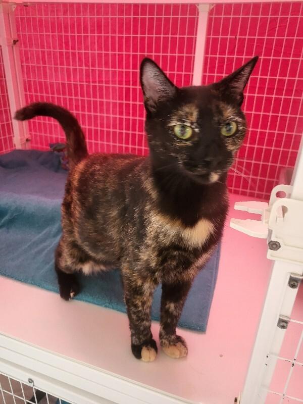 Enlarge Andromeda, a Adoptable Domestic Short Hair in Diamond Springs, CA image 6/6