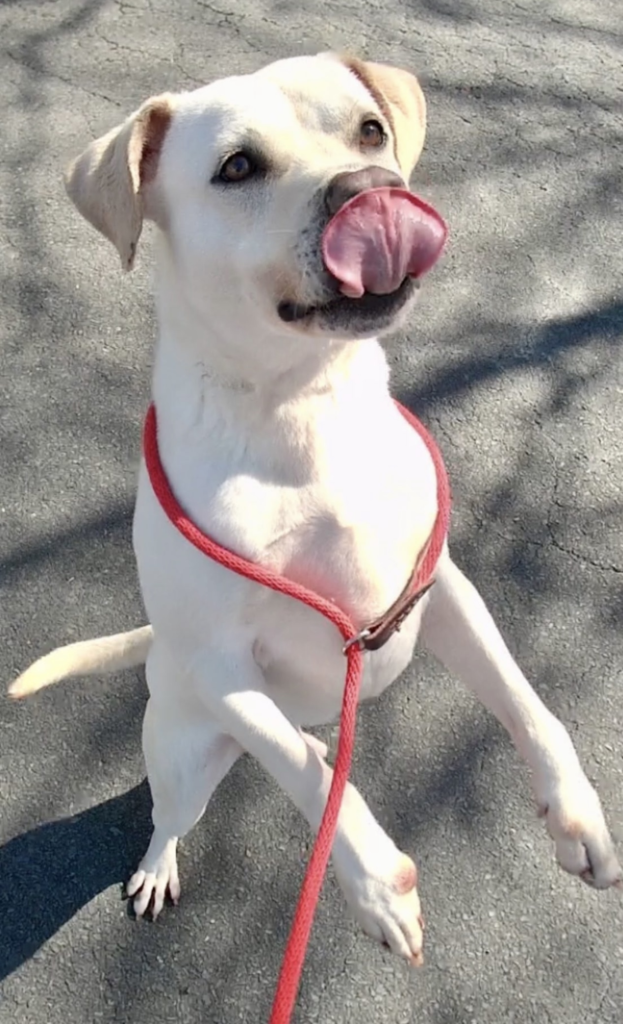 Dog for adoption Polar, a Yellow Labrador Retriever Mix in Polkton