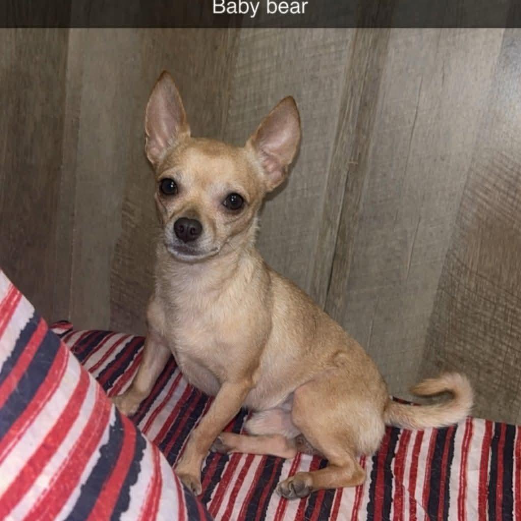 Baby Bear, Adoptable, Adult Male Chihuahua.