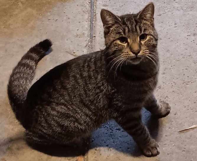 Whiskers, a Adoptable Domestic Short Hair in Ypsilanti, MI image 1/2