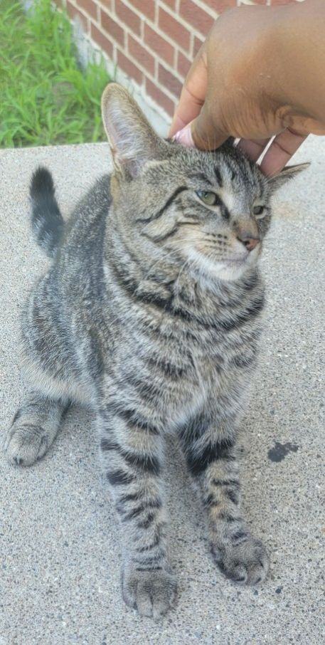 Whiskers, Adoptable, Kitten Male Domestic Short Hair.