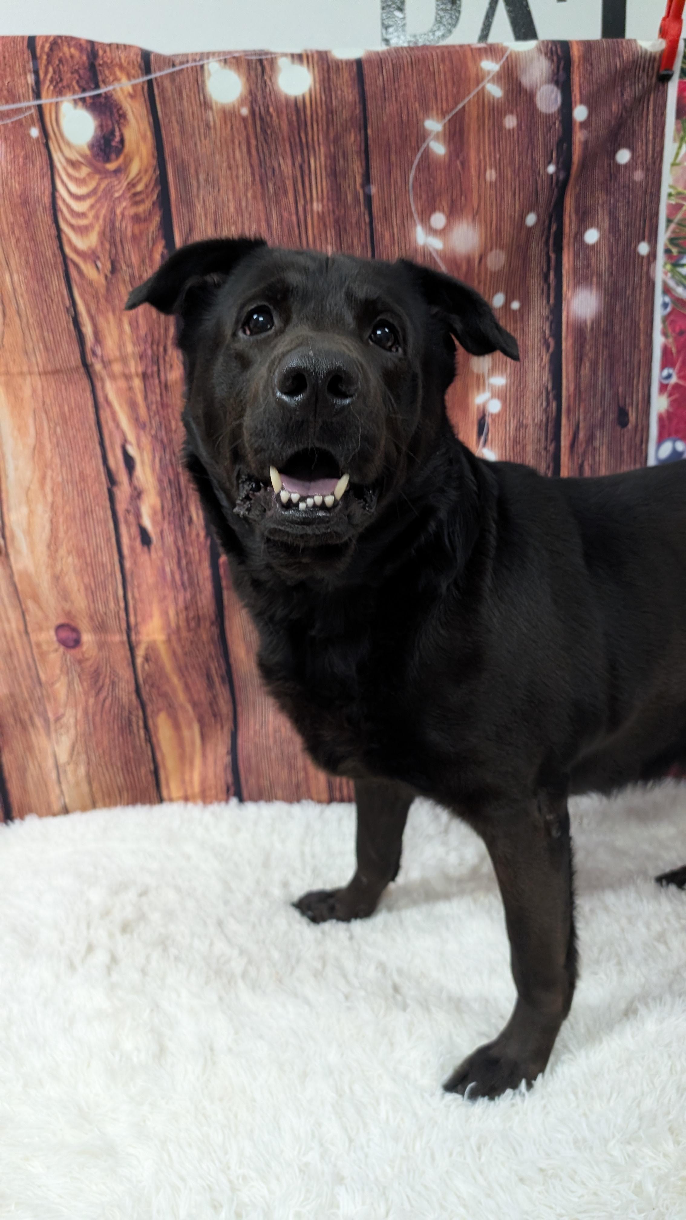 Roscoe, adopted, Adult Male Black Labrador Retriever.
