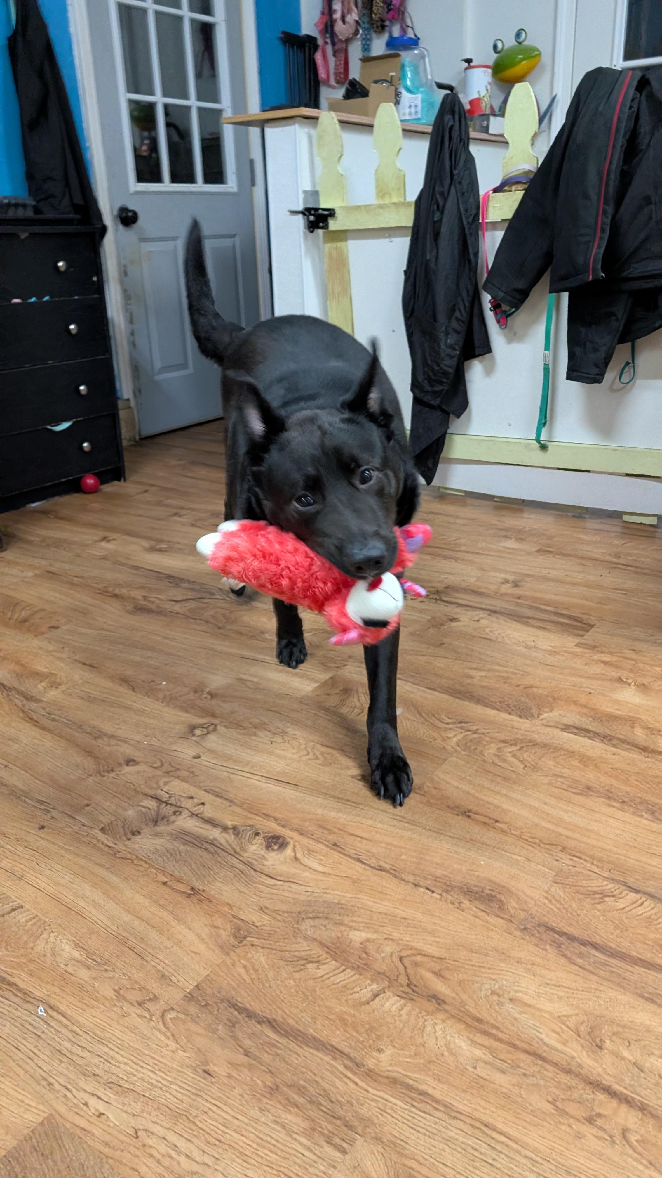 Roscoe, an adopted mixed breed in Sturgis, MI image 2/6
