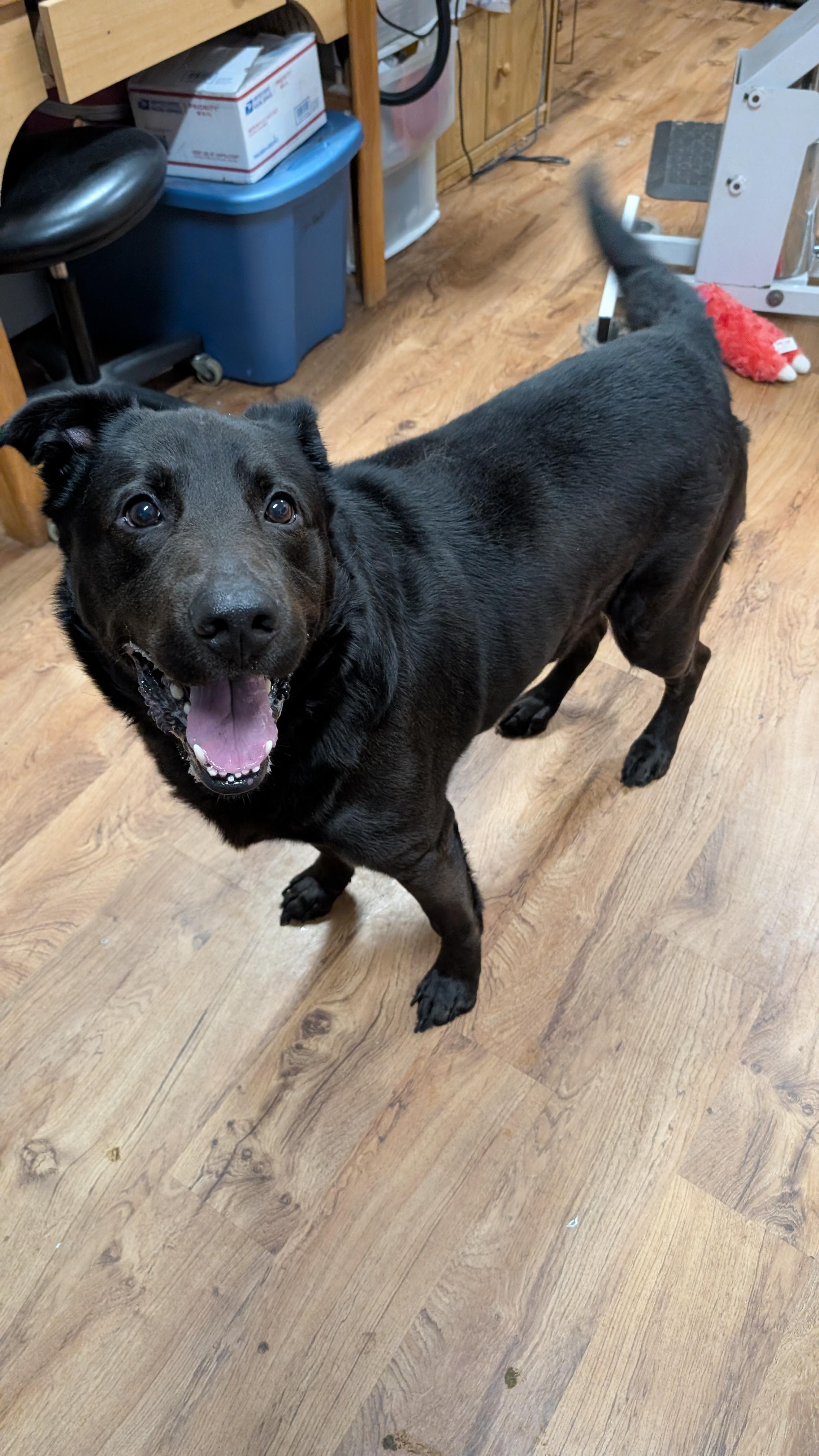 Roscoe, an adopted mixed breed in Sturgis, MI image 5/6