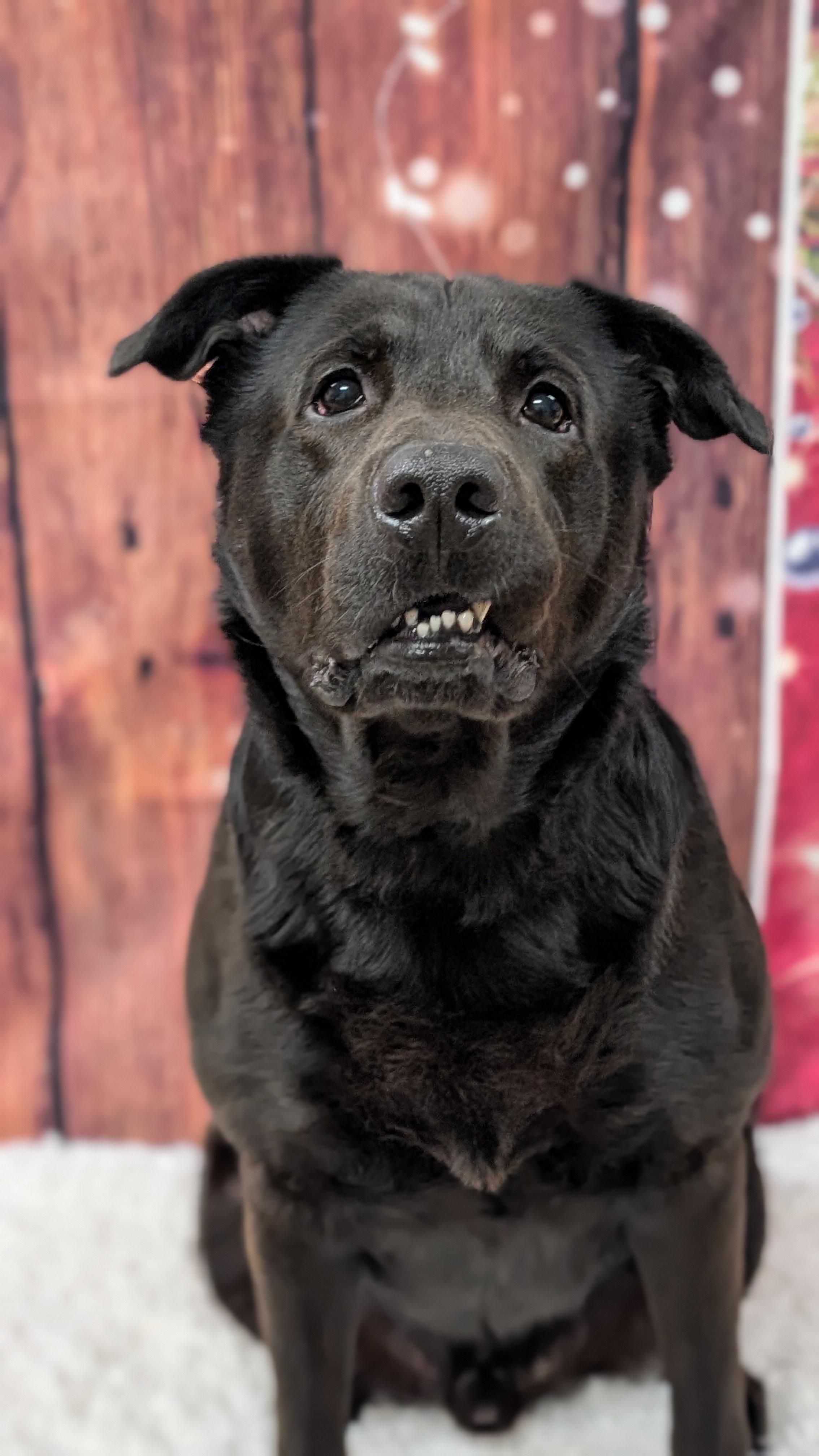 Roscoe, an adopted mixed breed in Sturgis, MI image 6/6