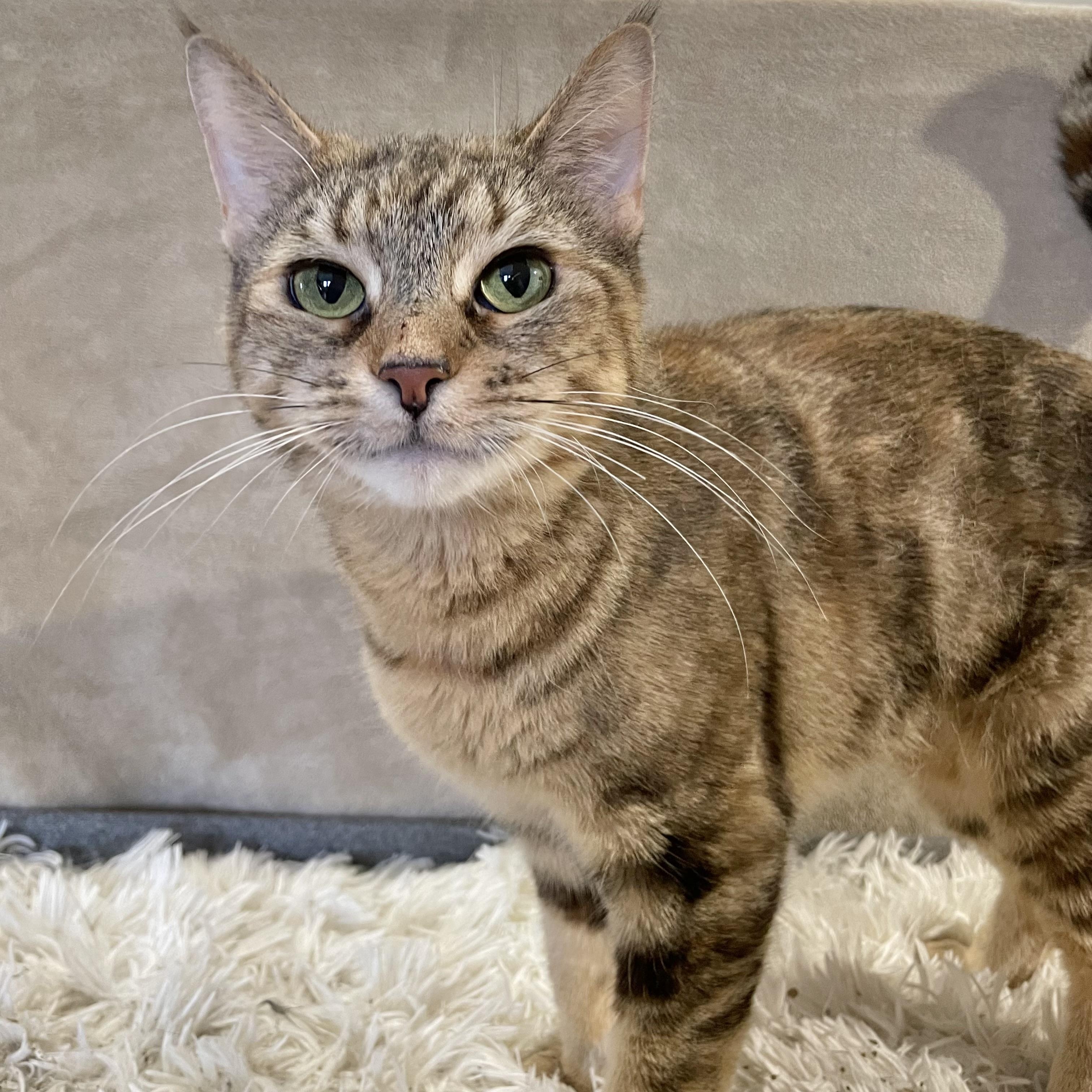 Enlarge Pumpkin , a ADOPTABLE mixed breed in Bayside, NY image 5/6