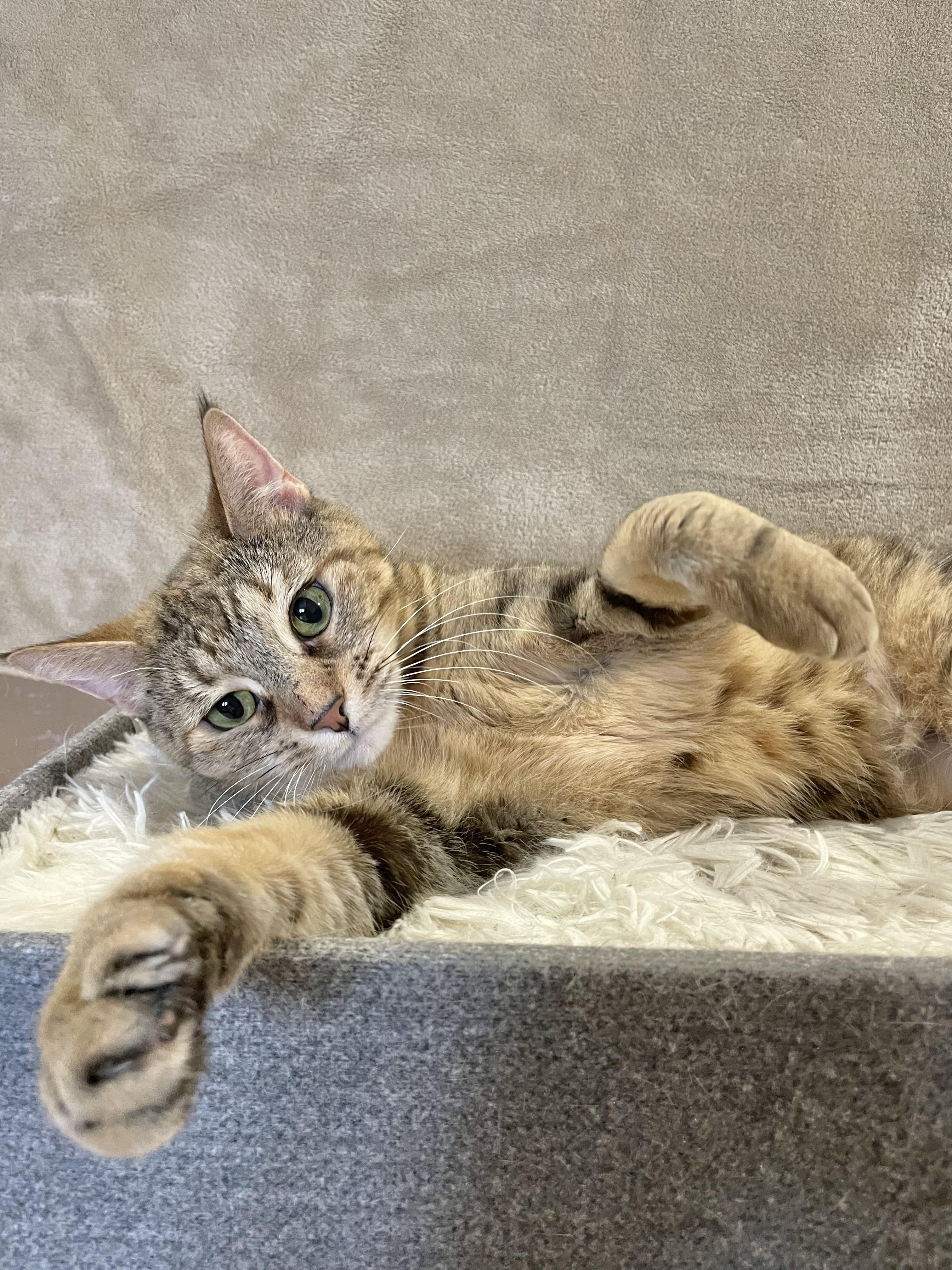 Enlarge Pumpkin , a ADOPTABLE mixed breed in Bayside, NY image 6/6