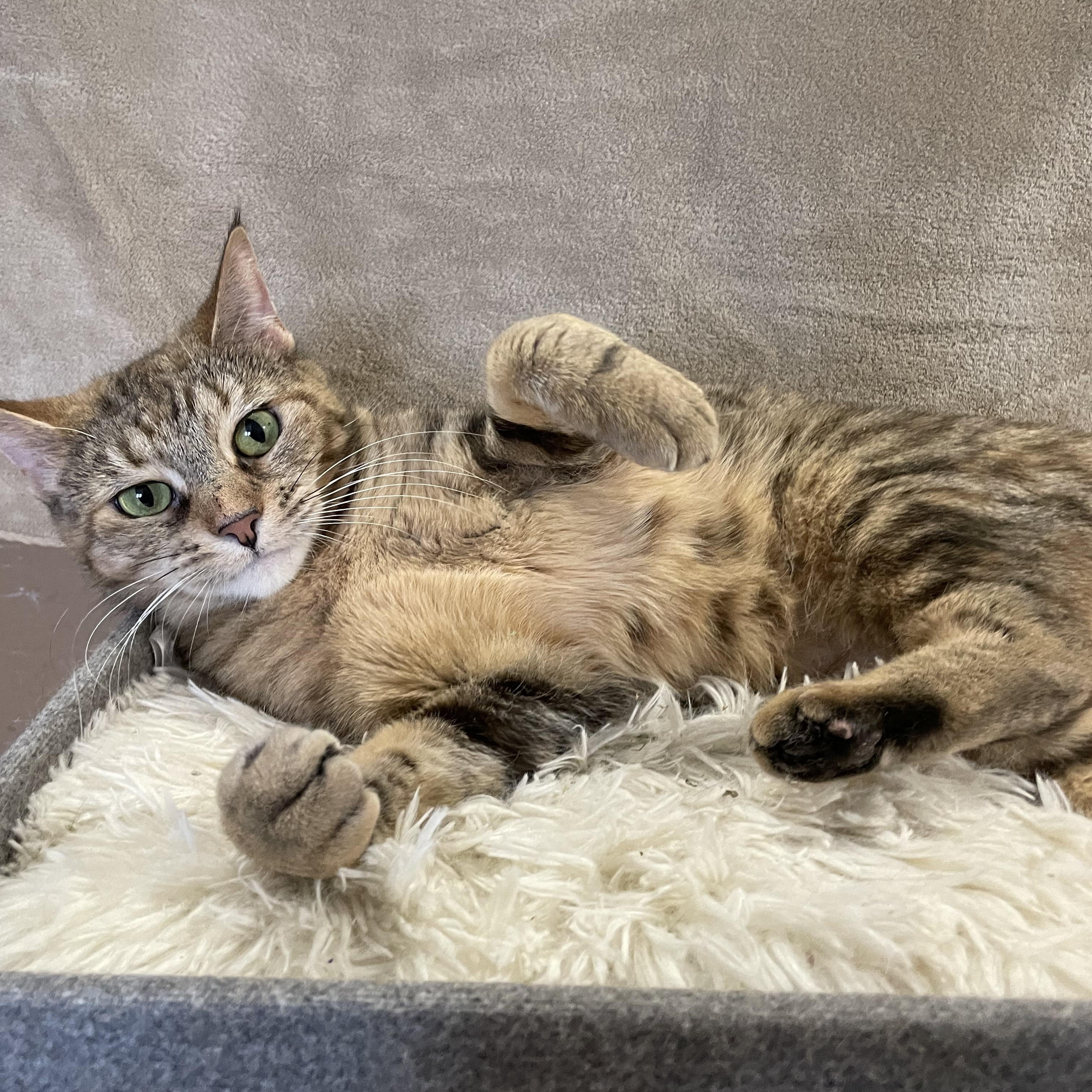 Enlarge Pumpkin , a ADOPTABLE mixed breed in Bayside, NY image 4/6