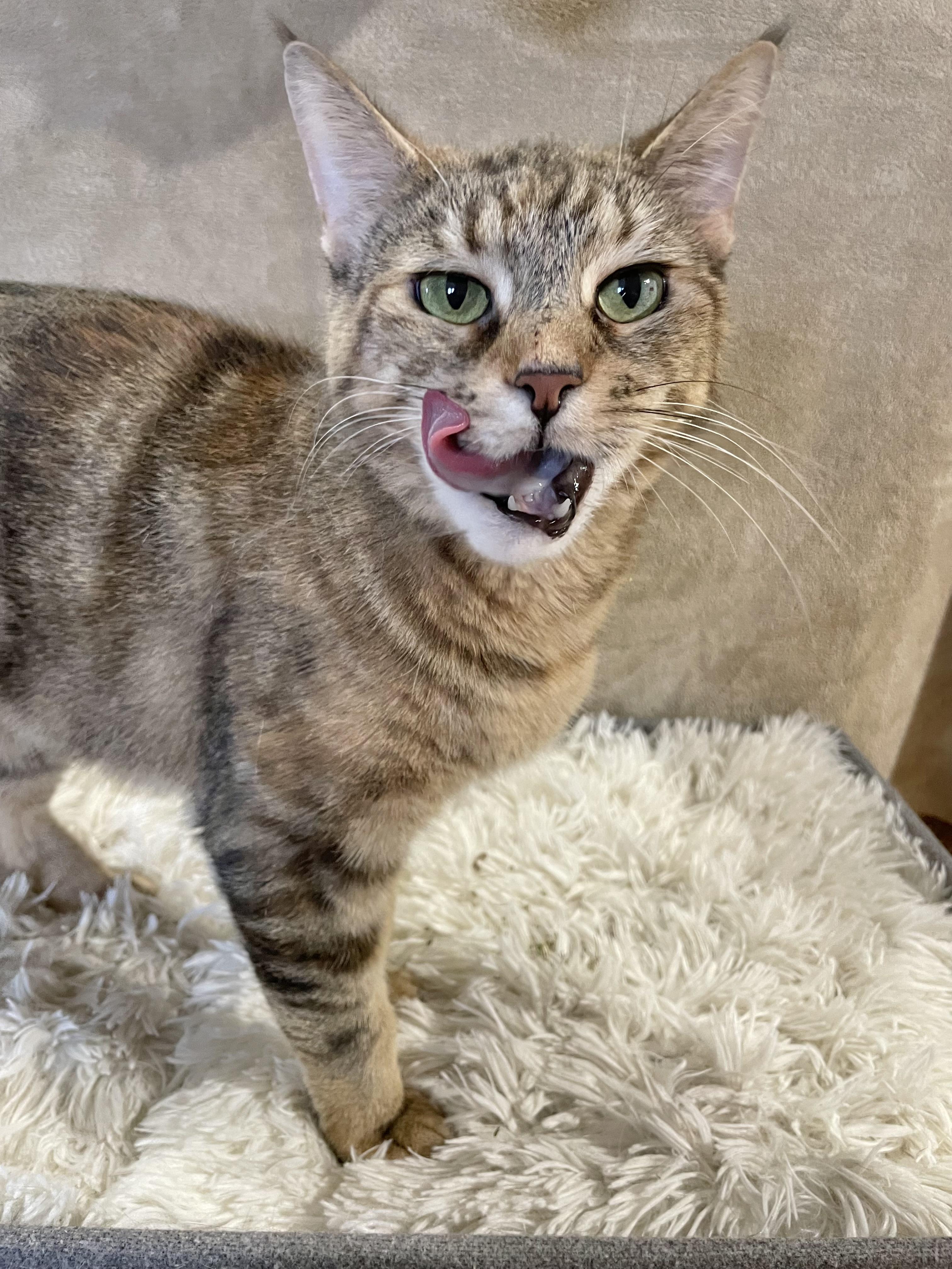 Enlarge Pumpkin , a ADOPTABLE mixed breed in Bayside, NY image 2/6