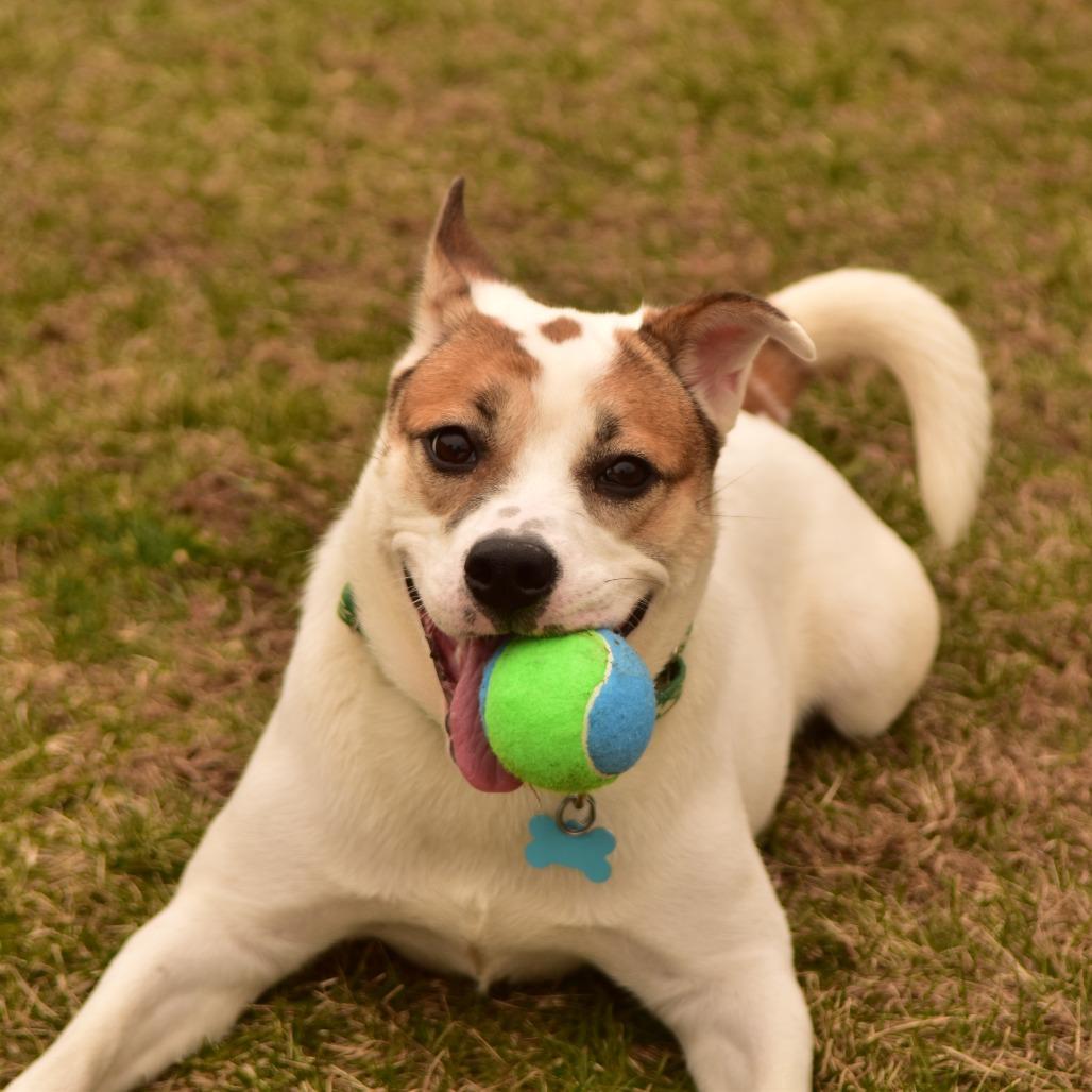 Sally Sue, a Adoptable Mixed Breed in Owosso, MI image 5/6