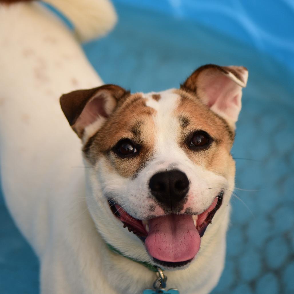 Sally Sue, a Adoptable Mixed Breed in Owosso, MI image 6/6