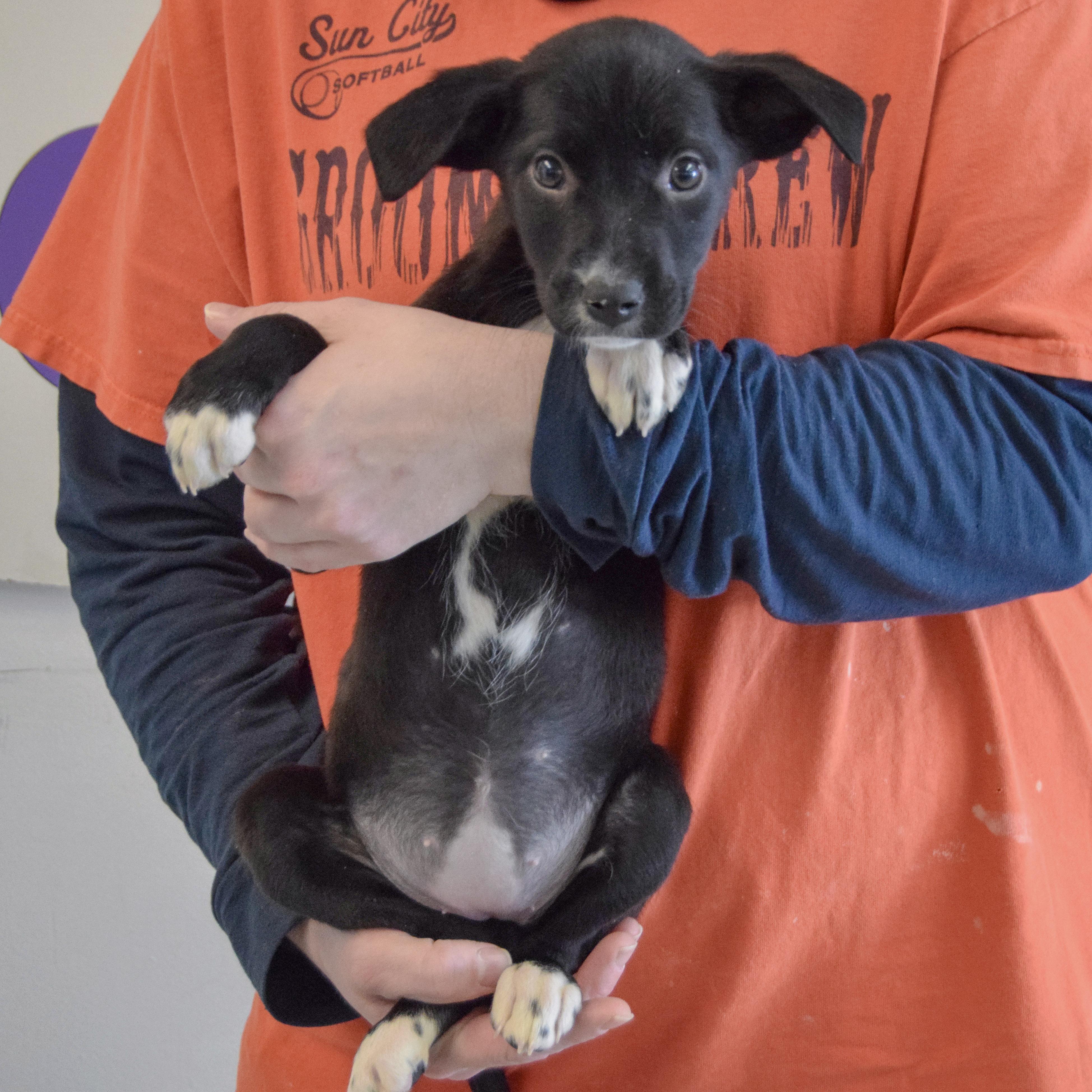 Anastasia, a Adoptable mixed breed in Huntley, IL image 3/6