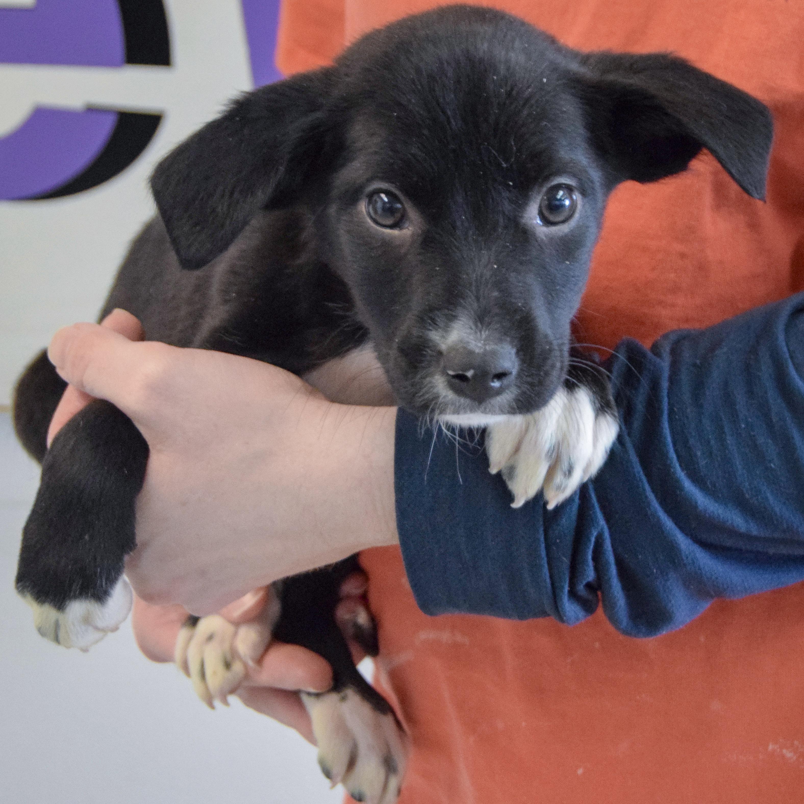 Anastasia, a Adoptable mixed breed in Huntley, IL image 4/6