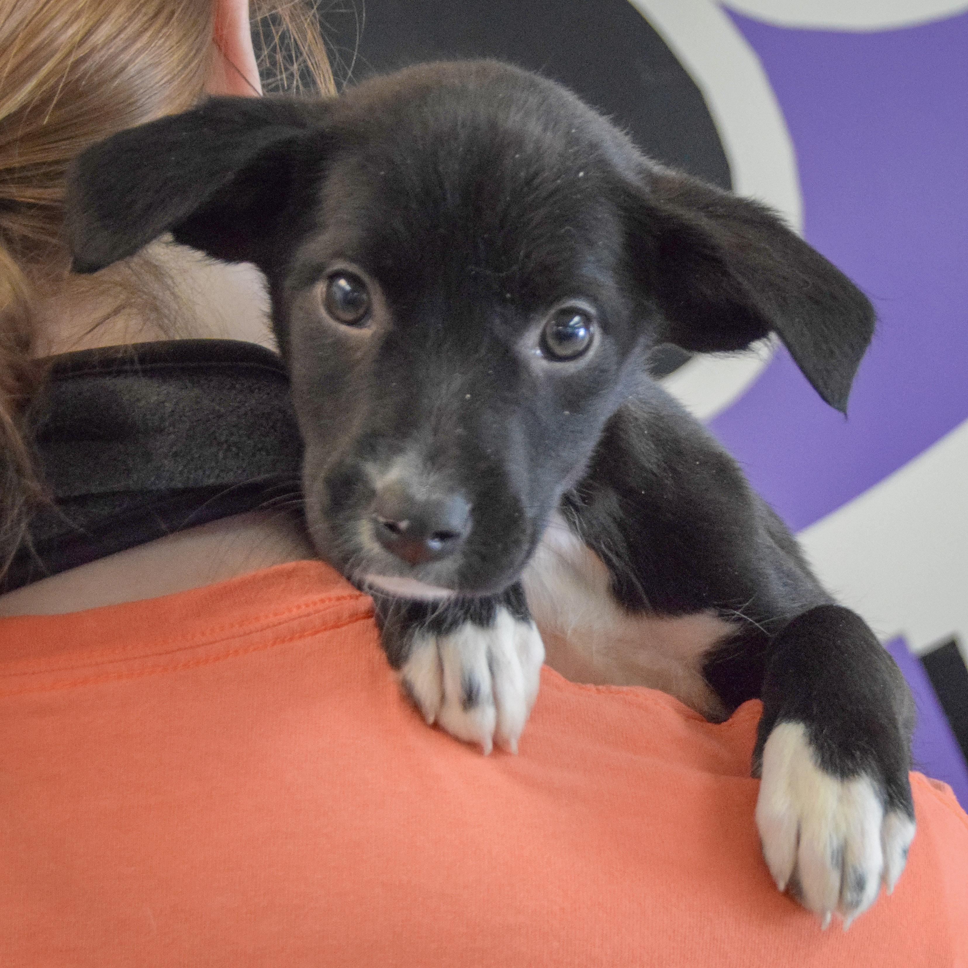 Anastasia, a Adoptable mixed breed in Huntley, IL image 5/6