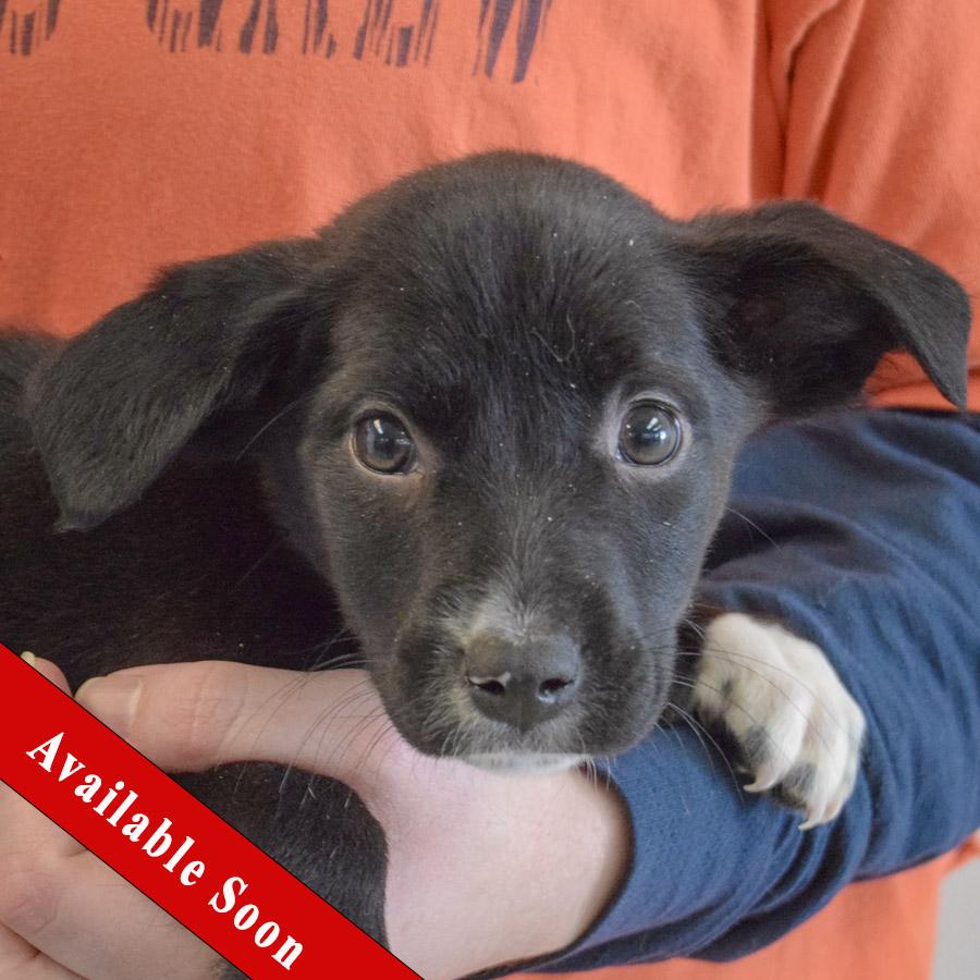 Anastasia, a Adoptable mixed breed in Huntley, IL image 1/6