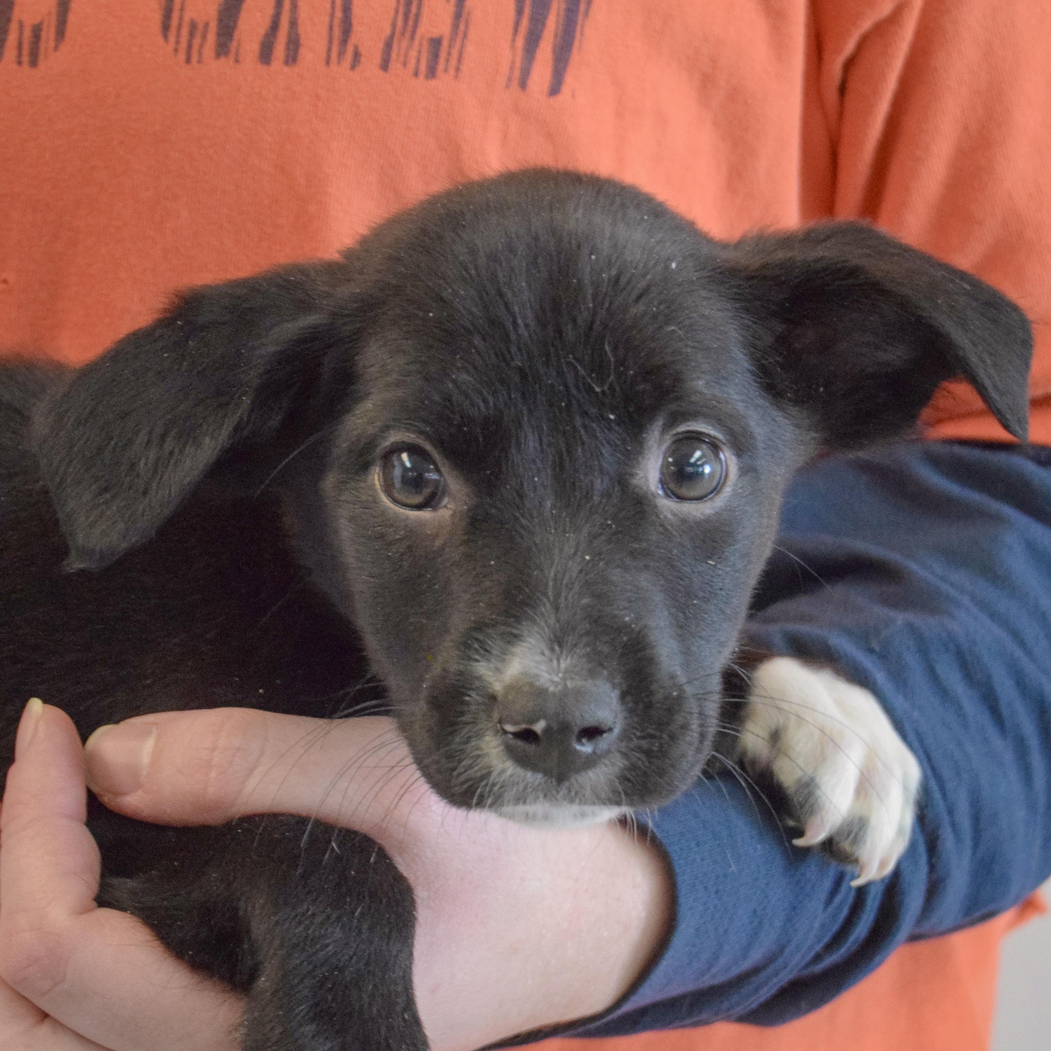 Anastasia, a Adoptable mixed breed in Huntley, IL image 6/6