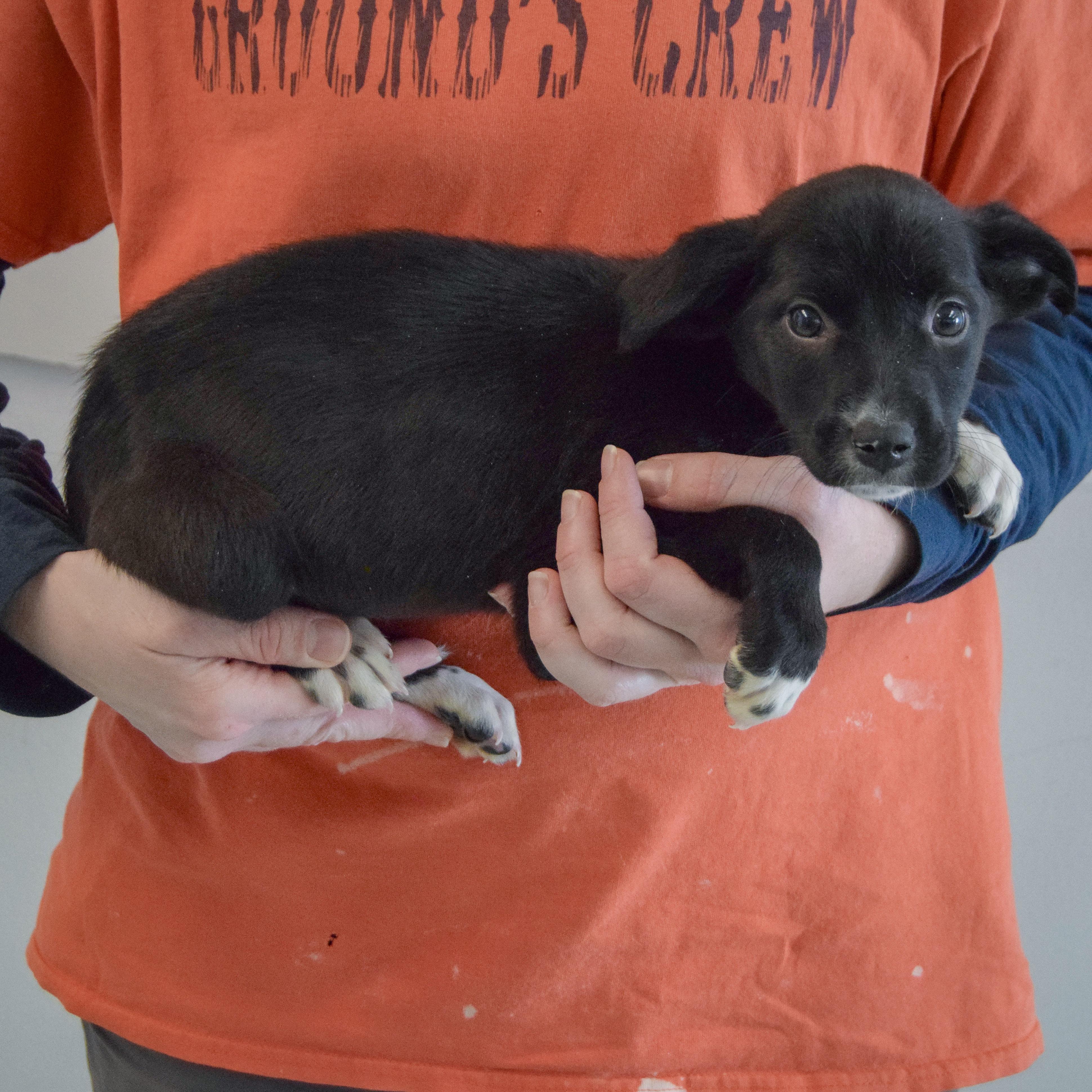 Anastasia, a Adoptable mixed breed in Huntley, IL image 2/6