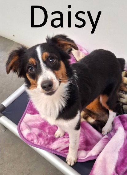 Enlarge Daisy, a Adopted mixed breed in Mountain View, AR image 1/1