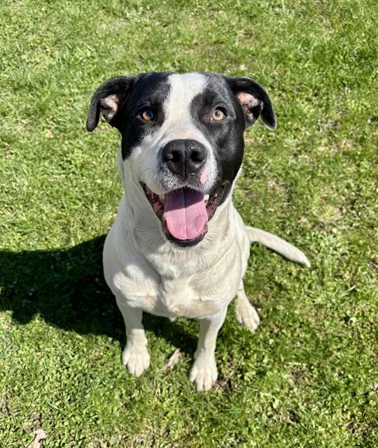 COWBOY, Adoptable, Young Male German Shepherd Dog & American Staffordshire Terrier.