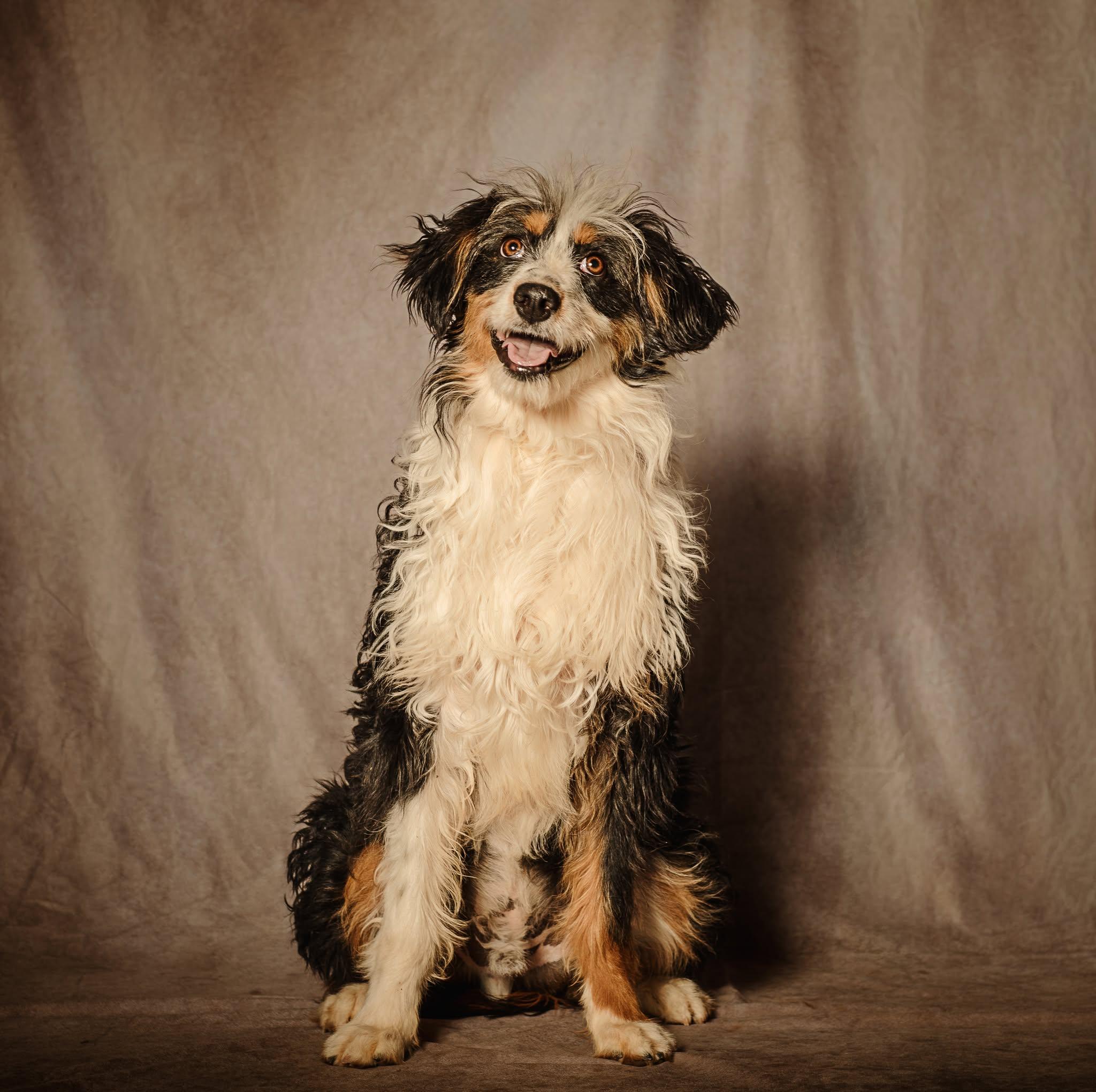 Banjo, Adoptable, Young Male Miniature Poodle & Australian Shepherd.